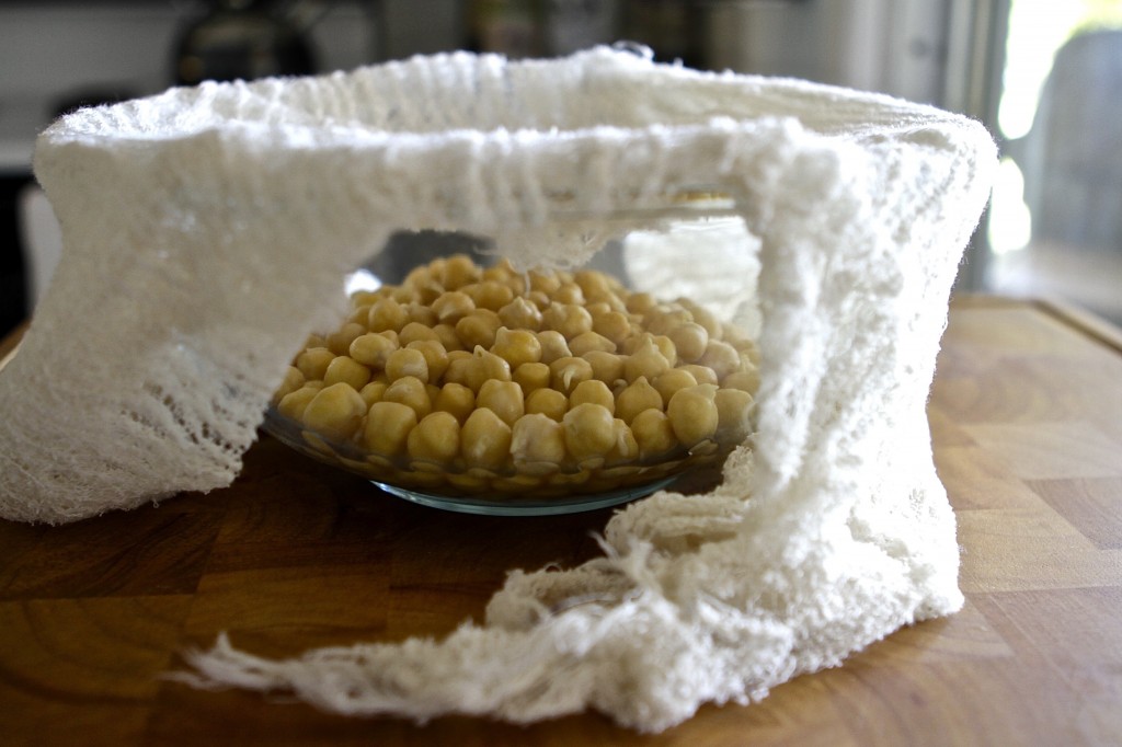Sprouting Chick Peas on Baby Birds Farm