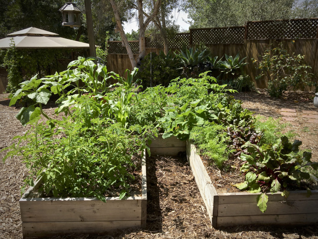 6 Tips for a Southern California Edible Garden in the